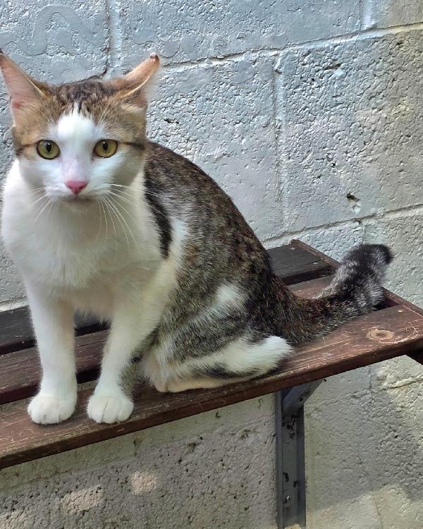 CESIRA GATTINA  Foto 4